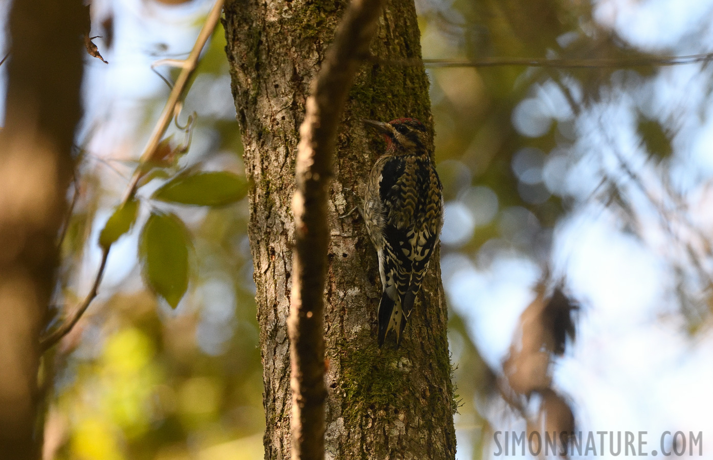 Sphyrapicus varius [400 mm, 1/500 sec at f / 7.1, ISO 1600]